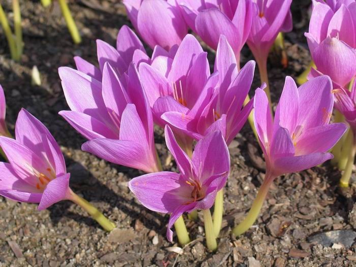 Autumn crocus